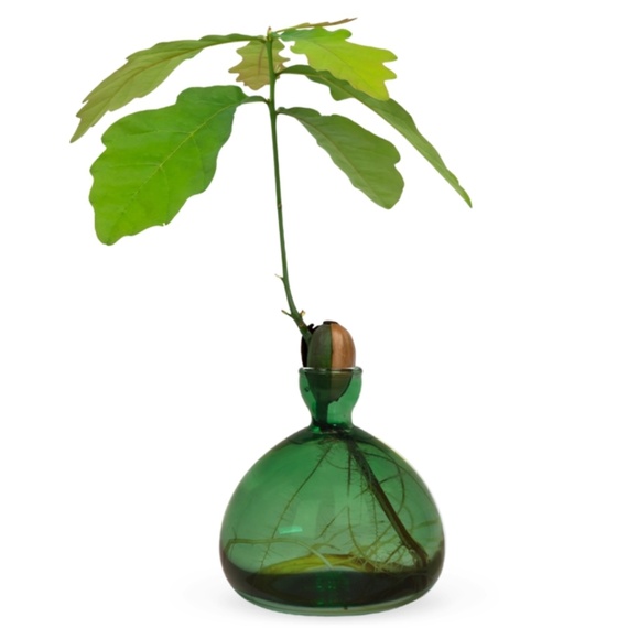 NWT Minimalist Acorn Vase by Ilex Studio – Green Glass Oak Tree Sprouting Vessel - Picture 5 of 5